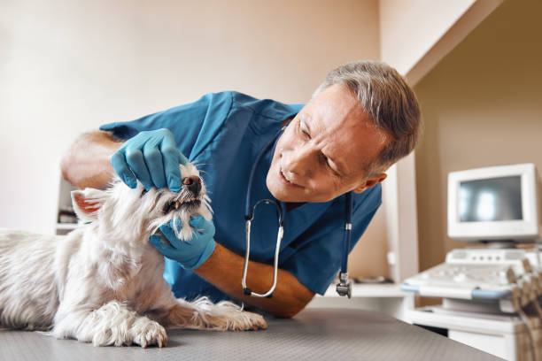 Best Emergency Wisdom Teeth Removal in Stokesdale, NC